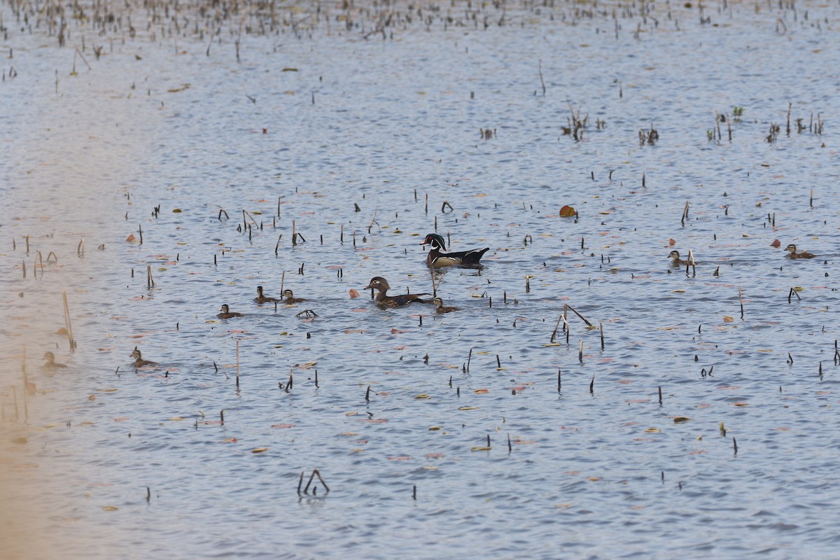 Wood Duck - ML452000841