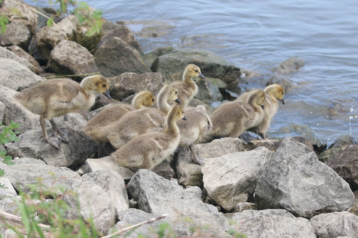 Canada Goose - ML452000951