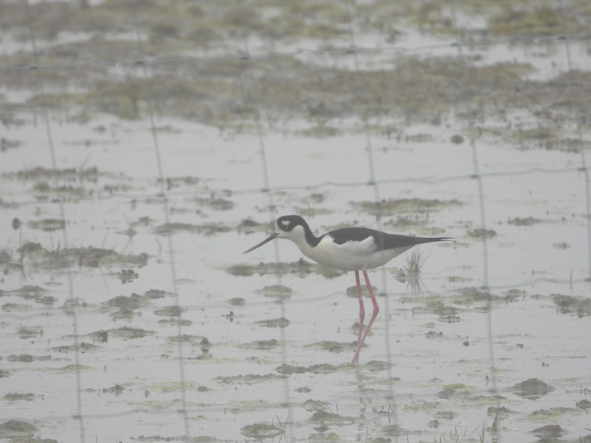 Black-necked Stilt - ML452001211