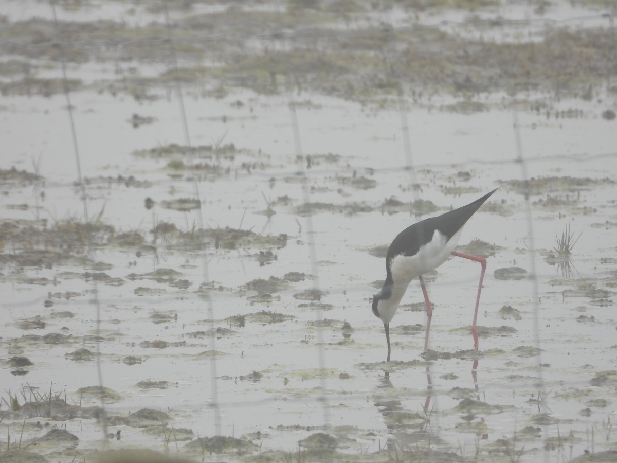 Black-necked Stilt - ML452001411