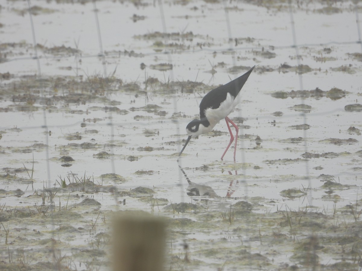 Black-necked Stilt - ML452001641