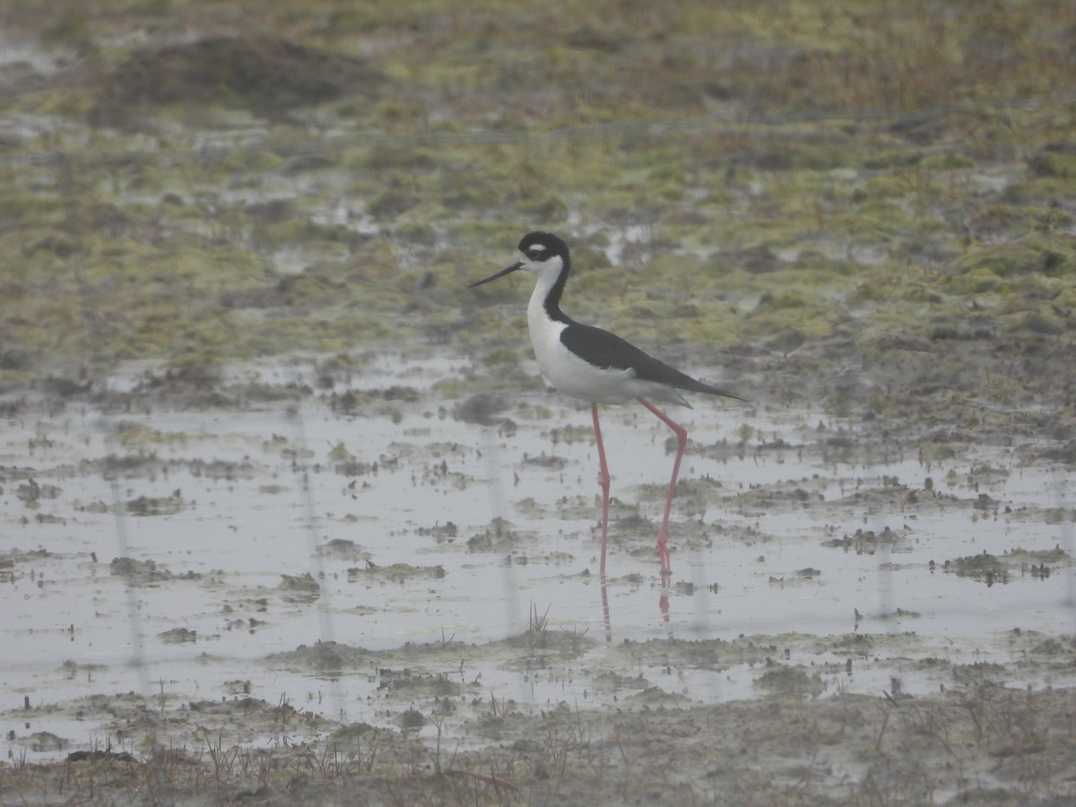 Black-necked Stilt - ML452001861