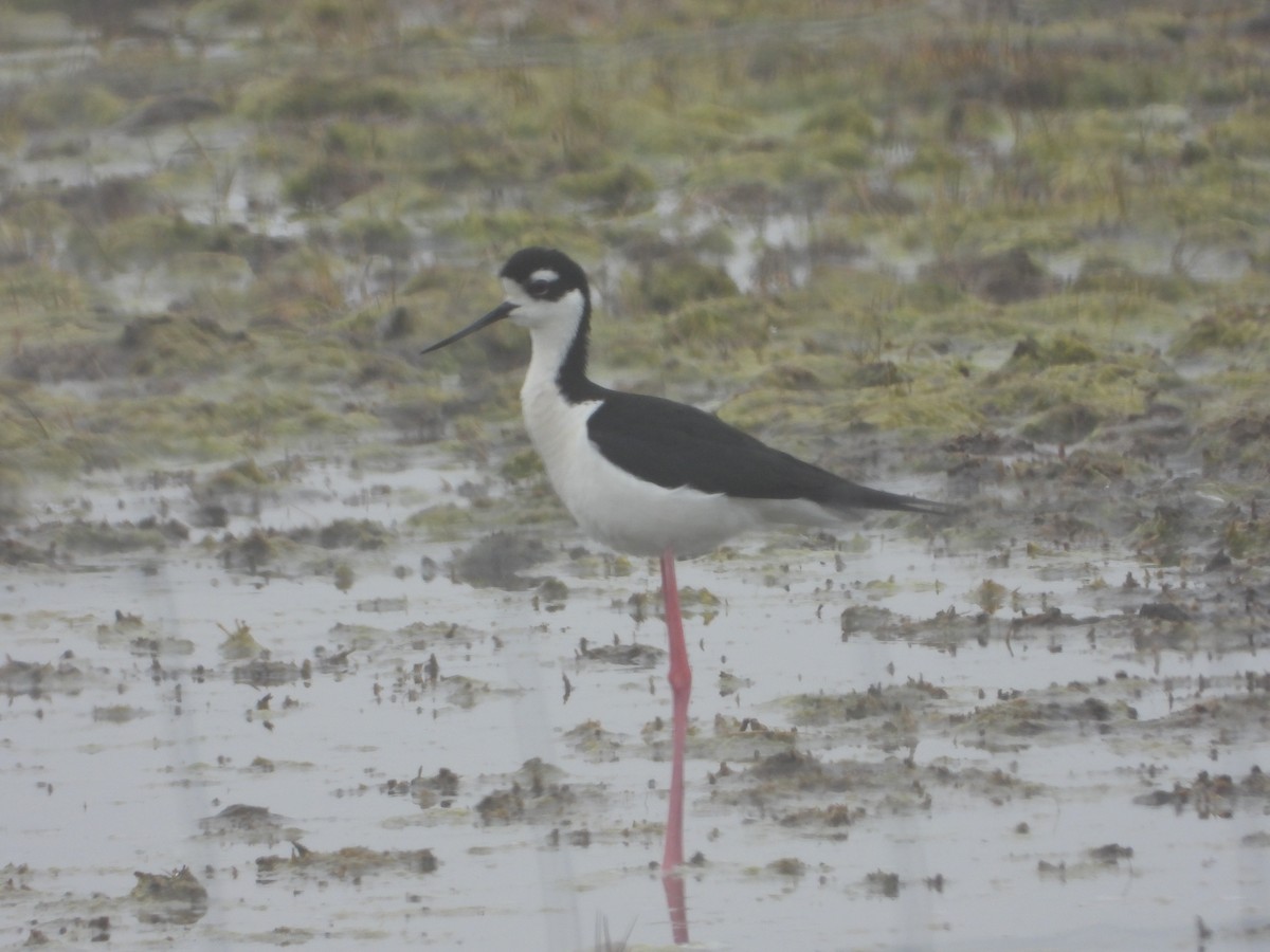 Black-necked Stilt - ML452002181