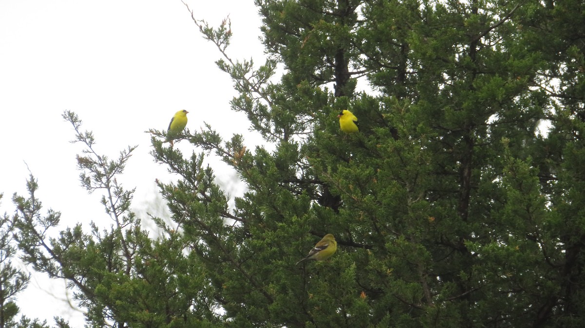 American Goldfinch - ML452002421