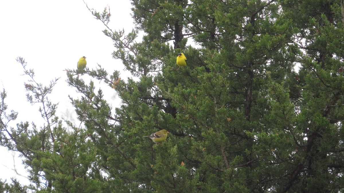 American Goldfinch - ML452002431