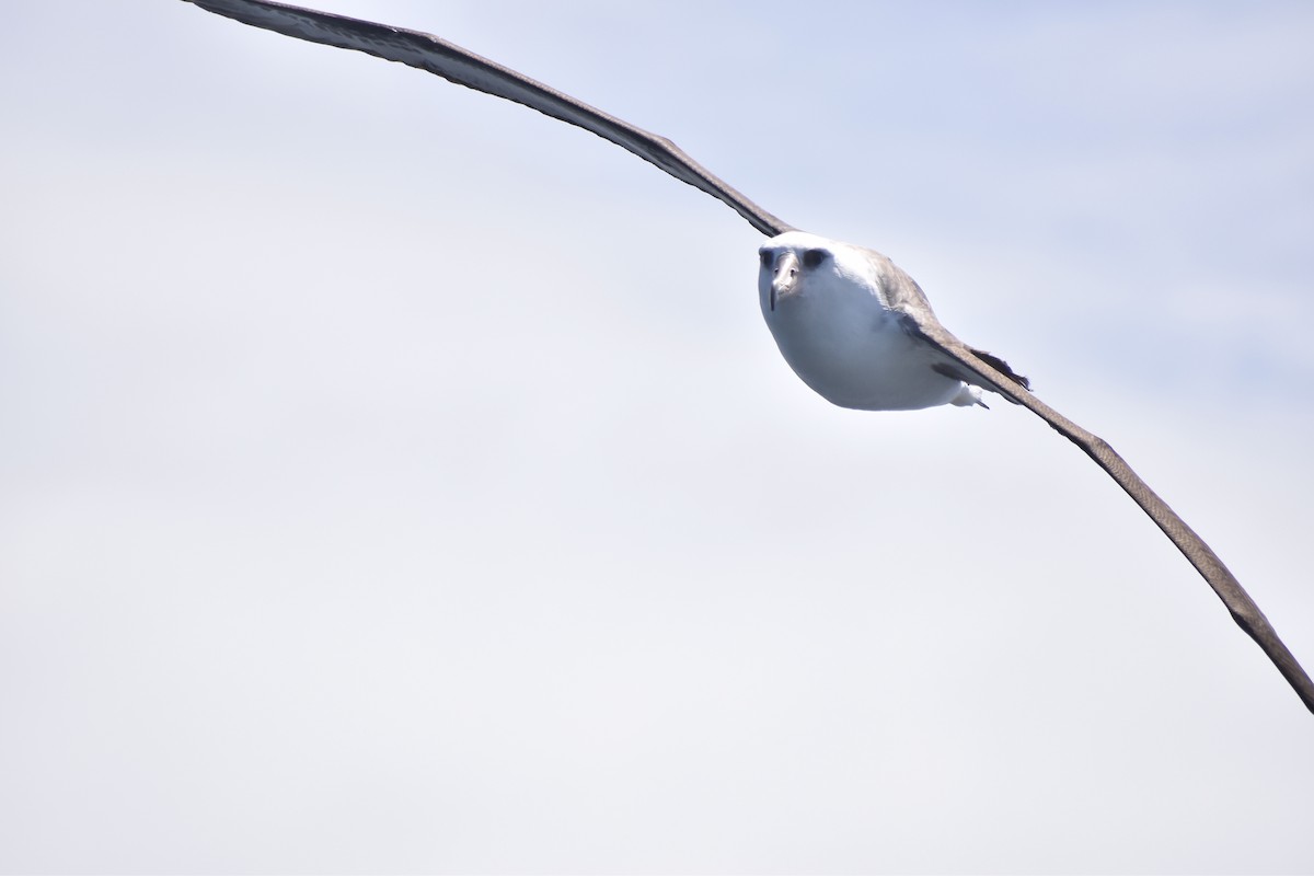 Laysan Albatross - ML452002631