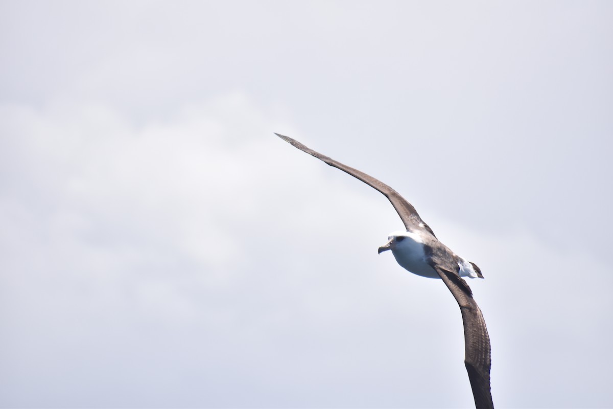 Laysan Albatross - ML452002651