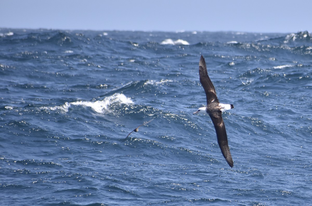 Laysan Albatross - ML452003491