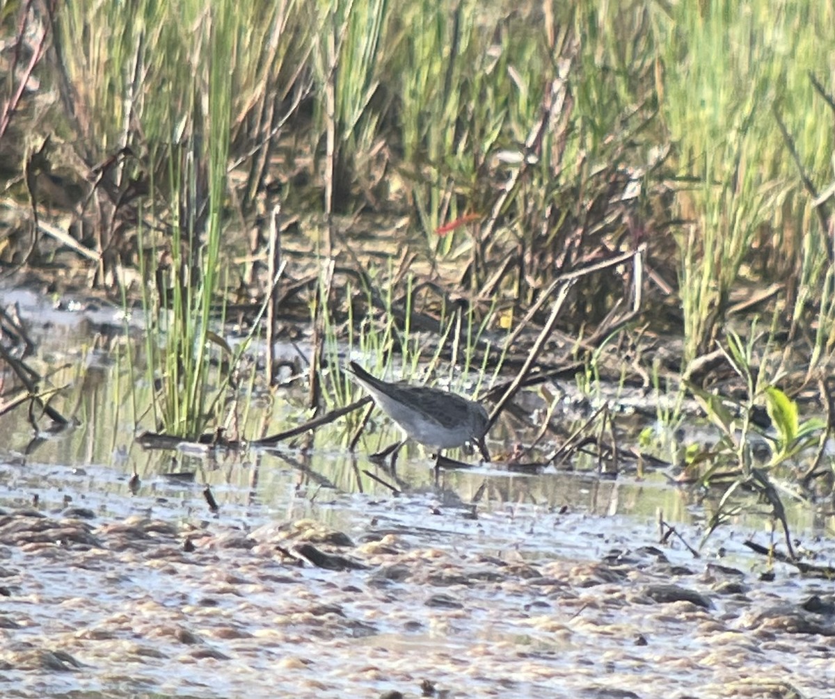 Bécasseau à croupion blanc - ML452003921