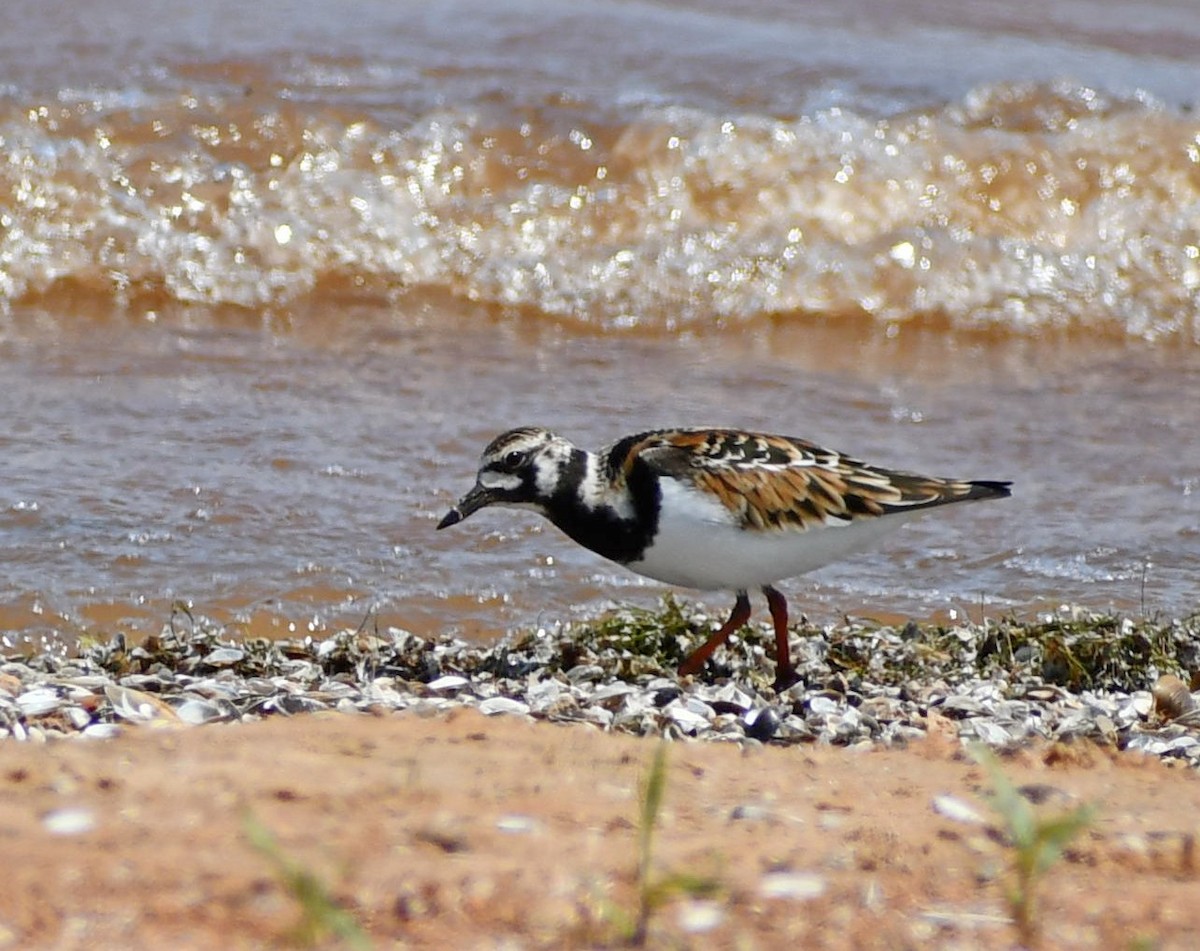 Ruddy Turnstone - Deanne Hardy