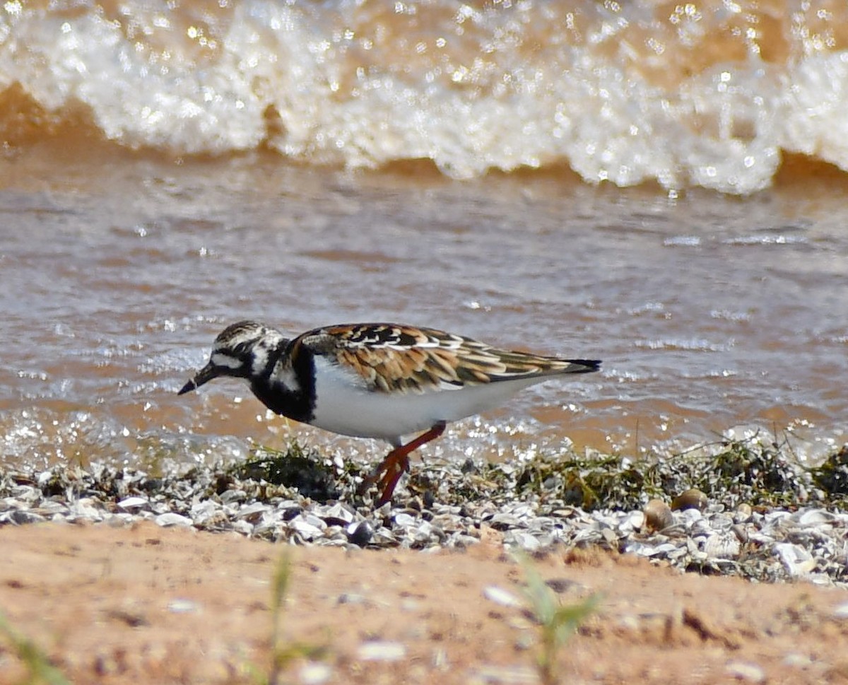 Ruddy Turnstone - Deanne Hardy