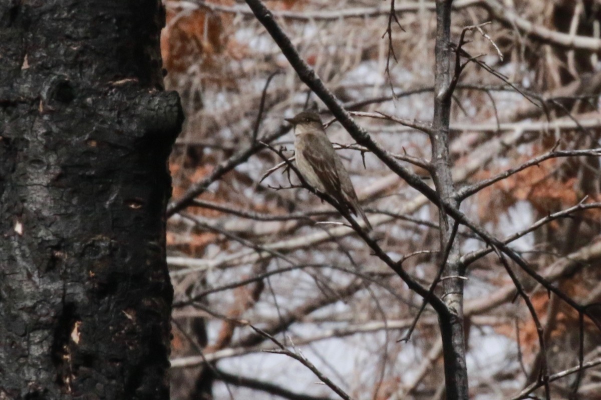 Olive-sided Flycatcher - ML452005171