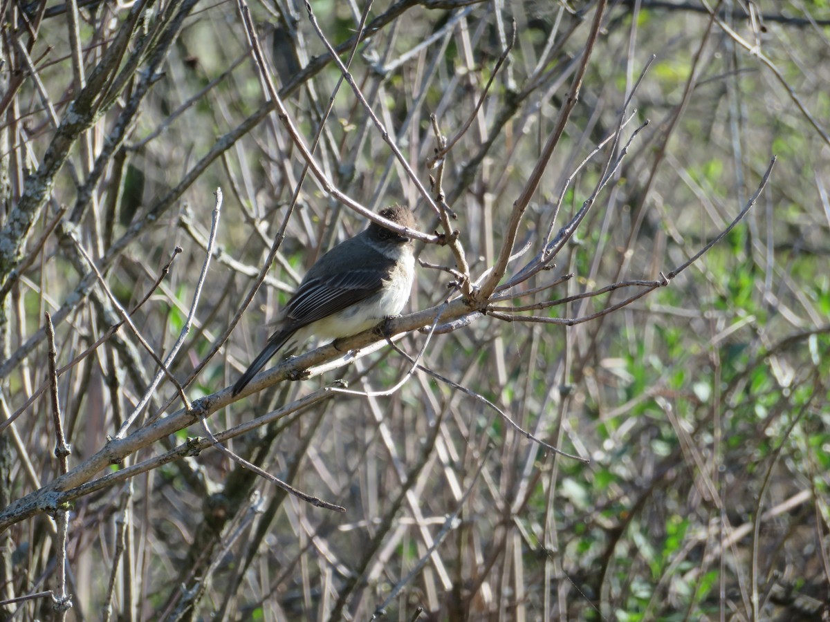 Moucherolle phébi - ML452005391