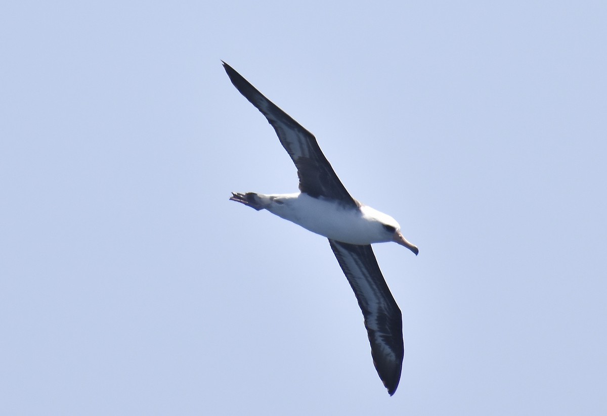 Laysan Albatross - ML452007381