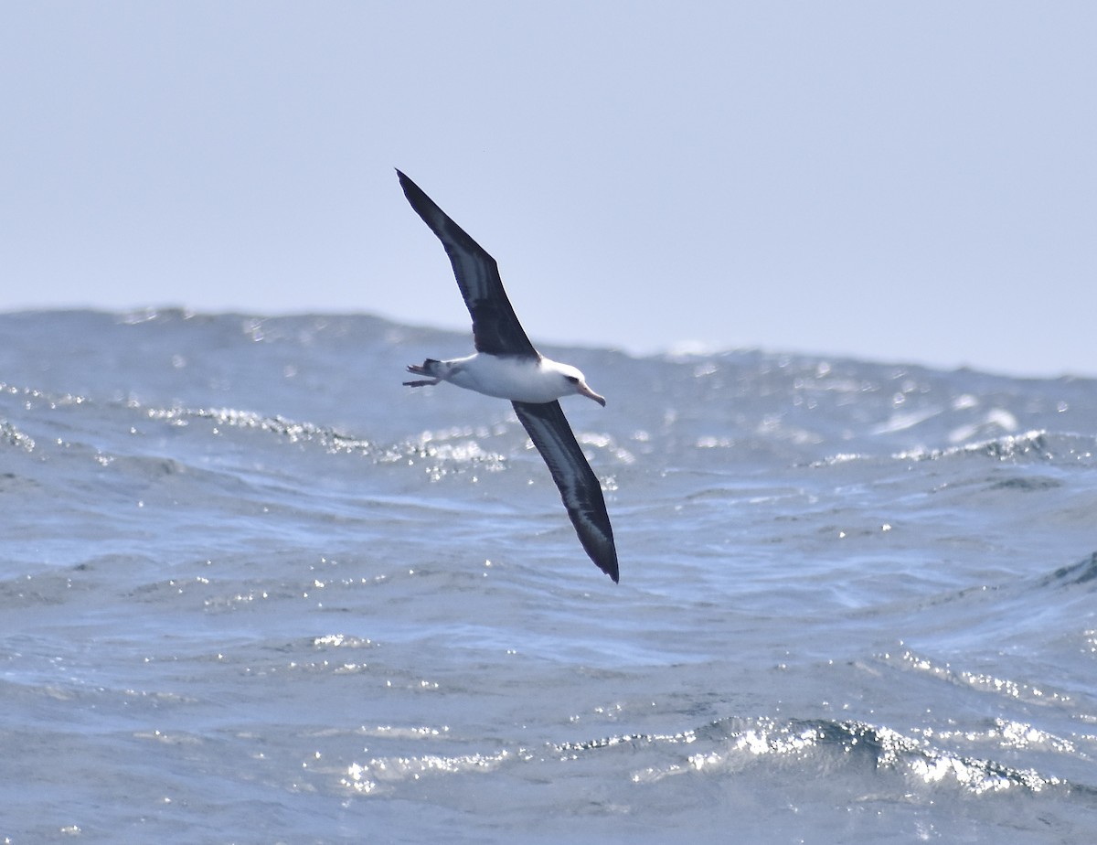 Laysan Albatross - ML452007391