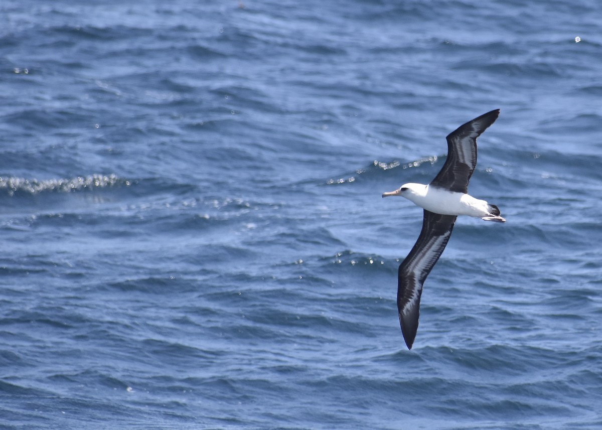 Laysan Albatross - ML452007401