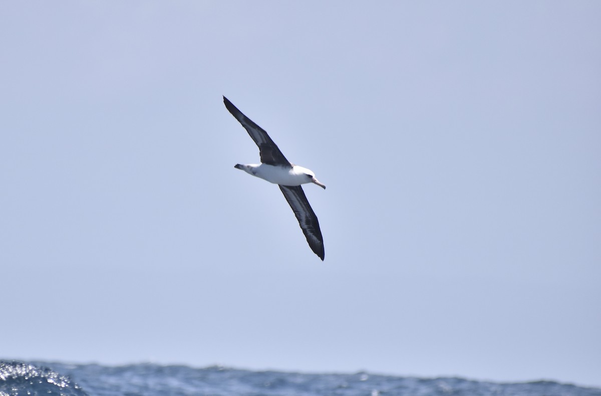 Laysan Albatross - ML452007411