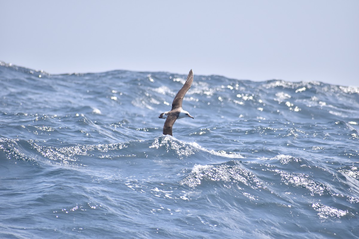 Laysan Albatross - ML452007471