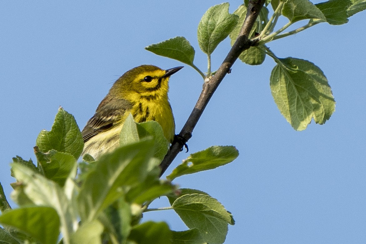Prairie Warbler - Ben Nieman