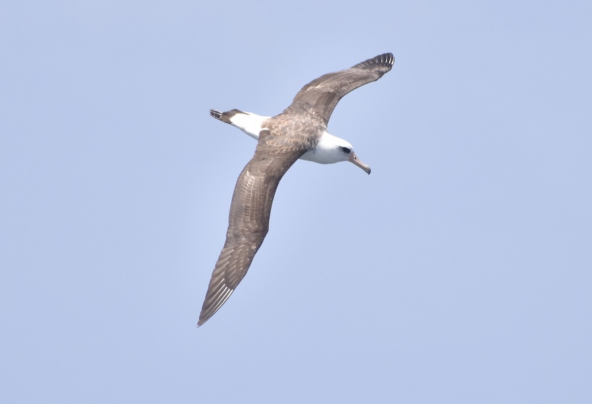 Laysan Albatross - ML452011321