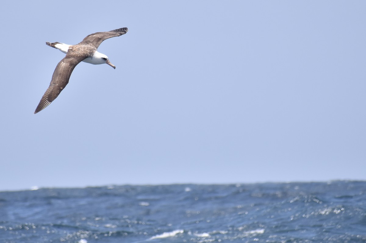 Laysan Albatross - ML452011341