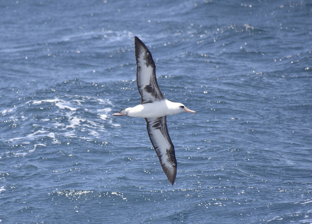 Laysan Albatross - ML452011401