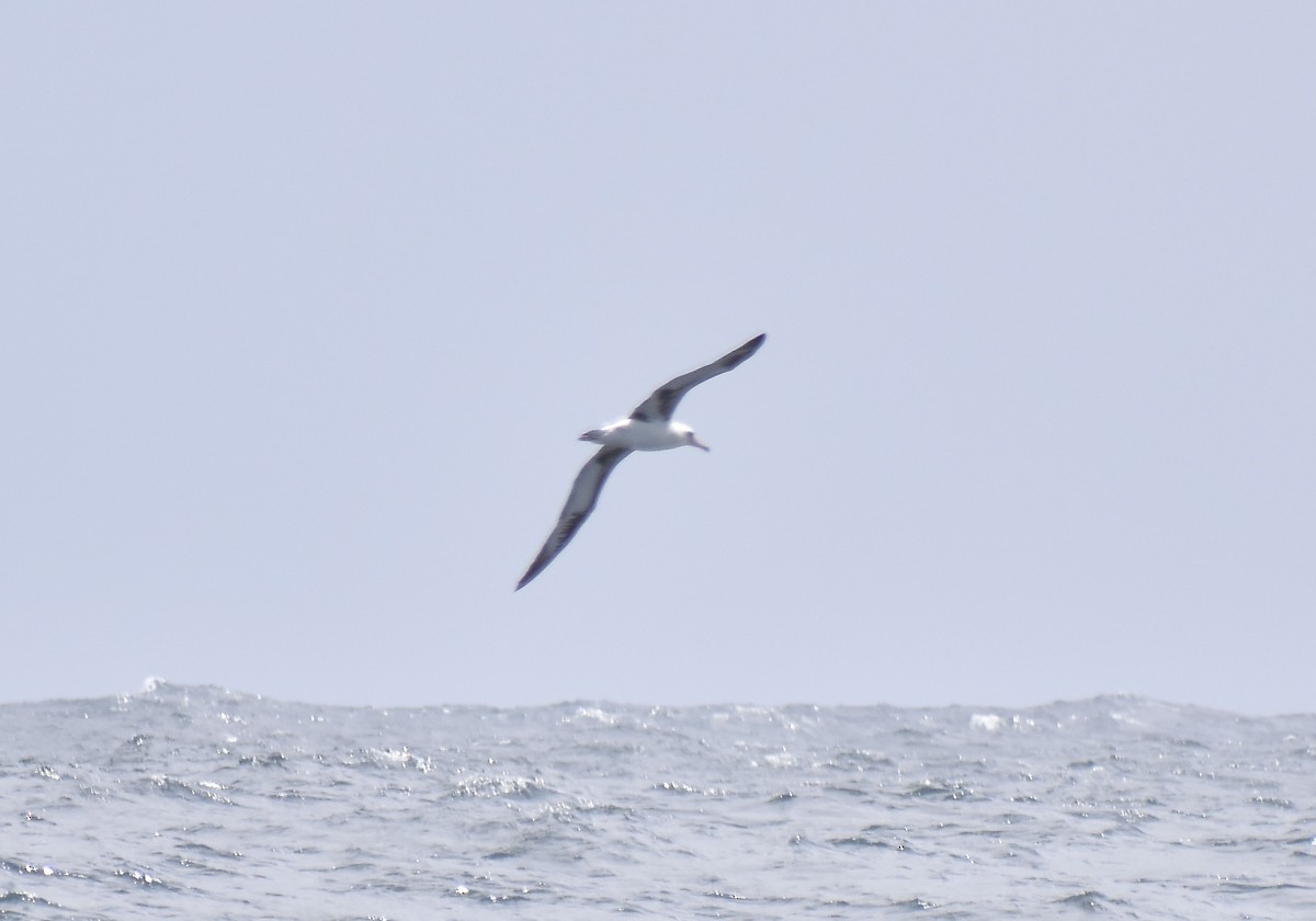 Laysan Albatross - ML452011411