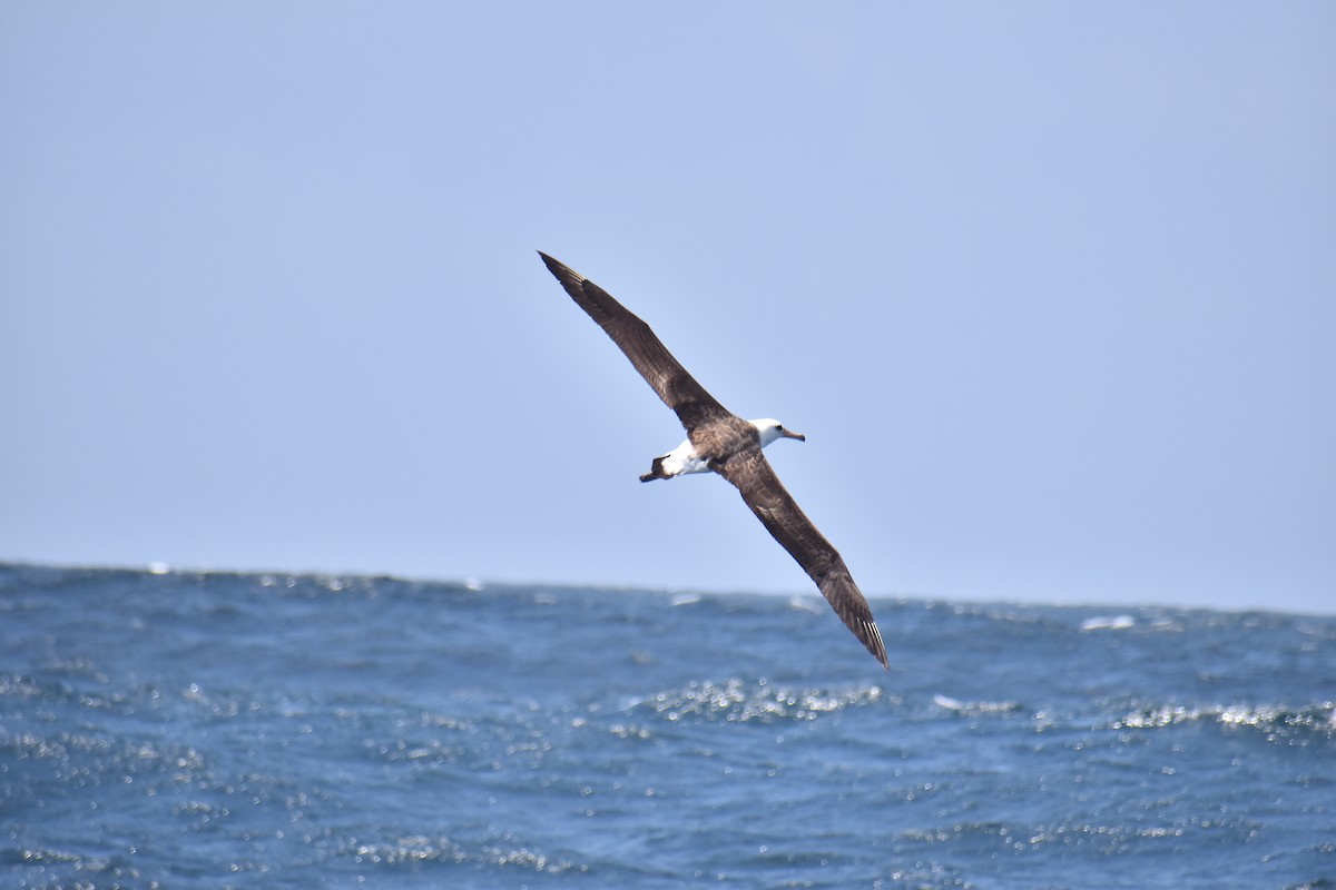 Laysan Albatross - ML452011421