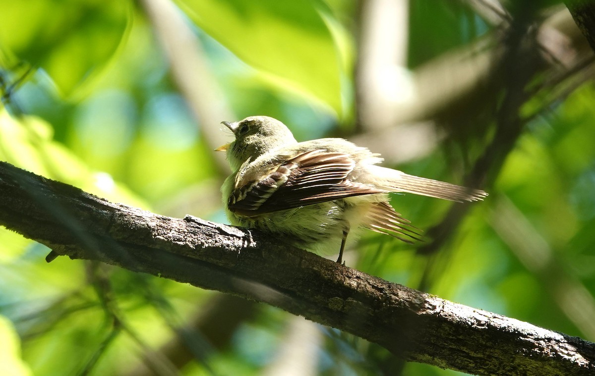 Acadian Flycatcher - Erin Huggins