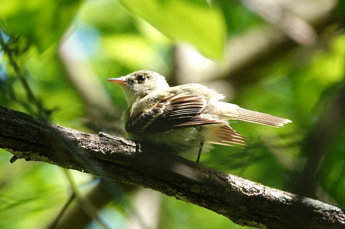 Acadian Flycatcher - ML452011601