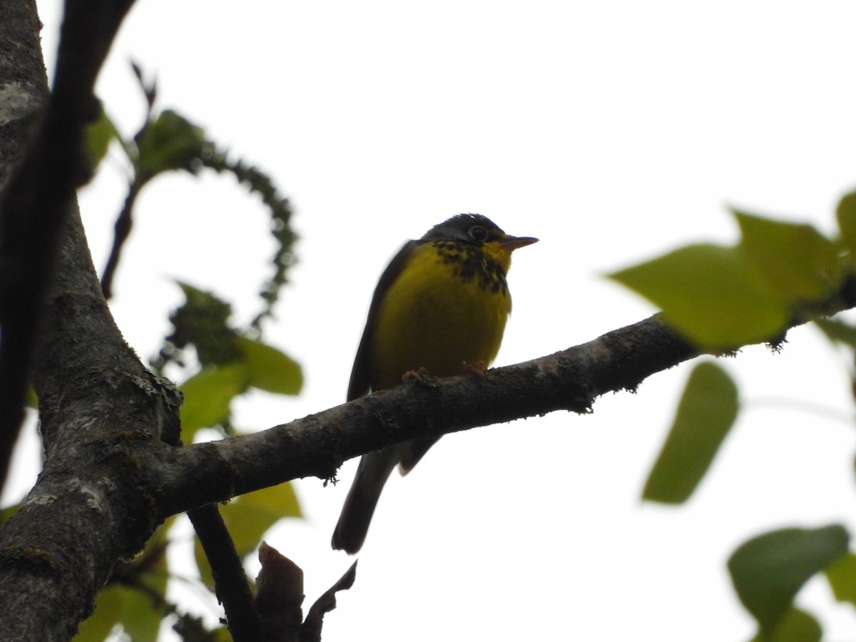 Canada Warbler - Germain Savard