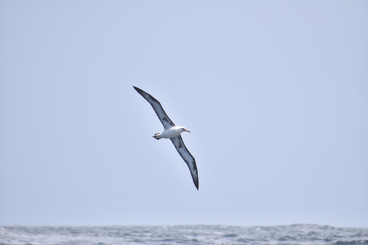 Laysan Albatross - ML452013381