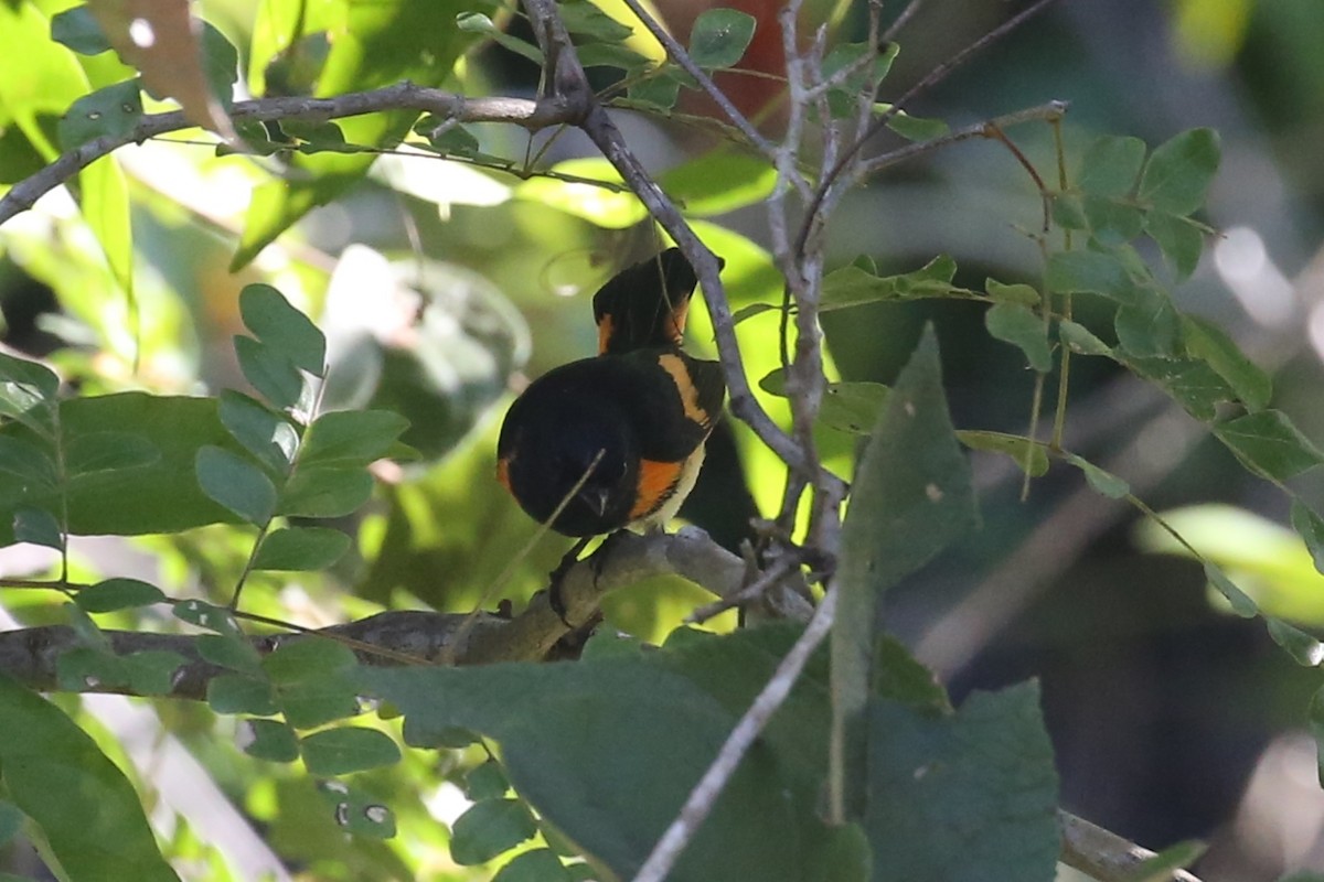 Paruline flamboyante - ML452013401