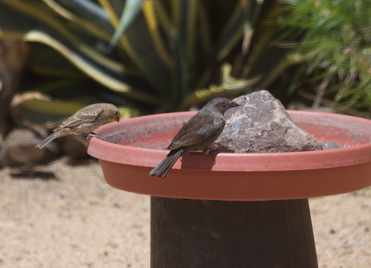 Bronzed Cowbird - ML45201381