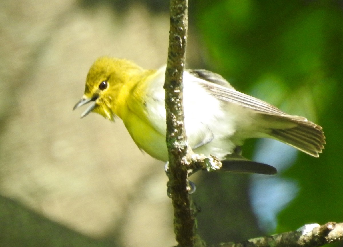 Sarı Gerdanlı Vireo - ML452014901