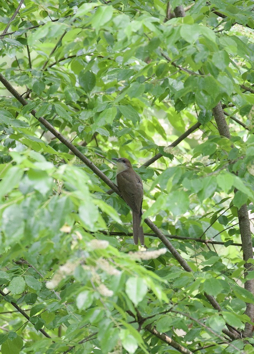 Black-billed Cuckoo - ML452015551