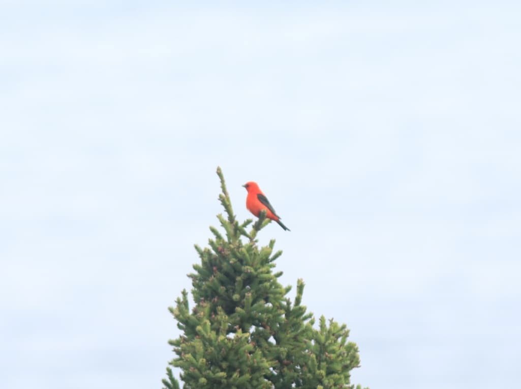 Scarlet Tanager - ML452016091