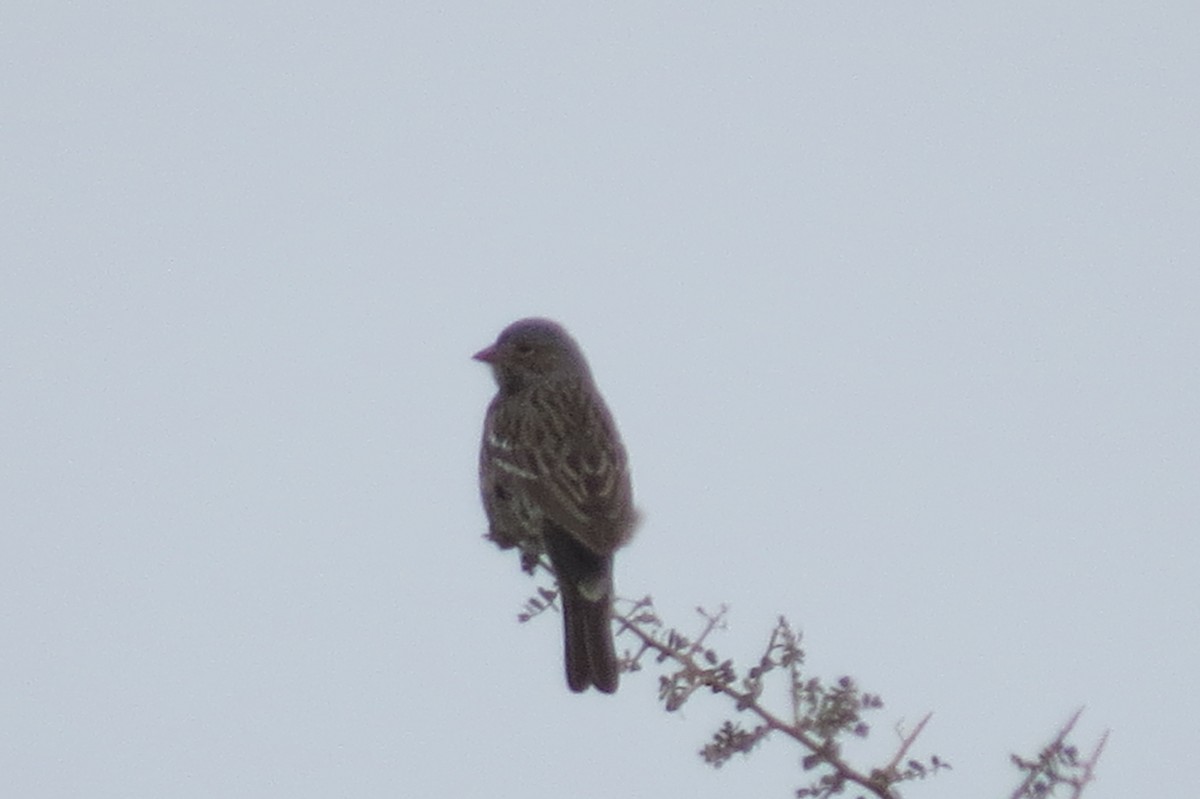 Mourning Sierra Finch - ML452016961