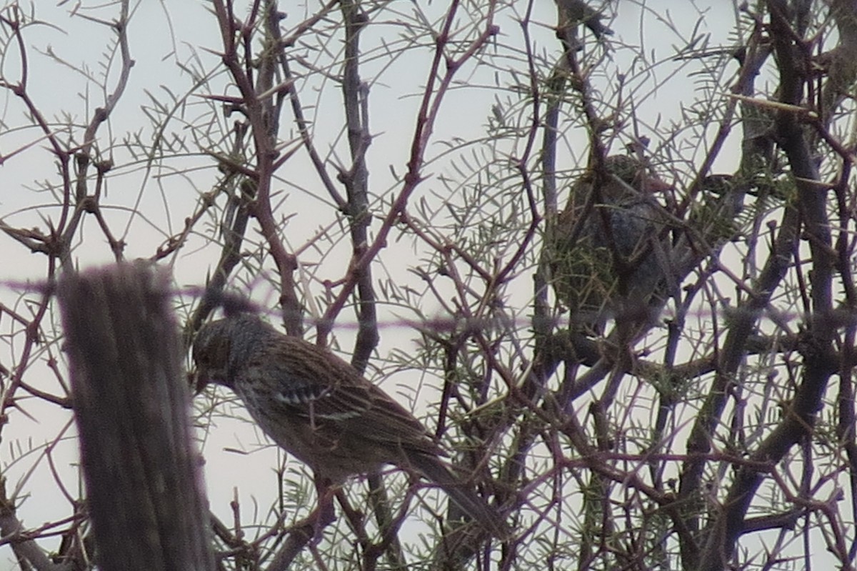 Mourning Sierra Finch - ML452017351