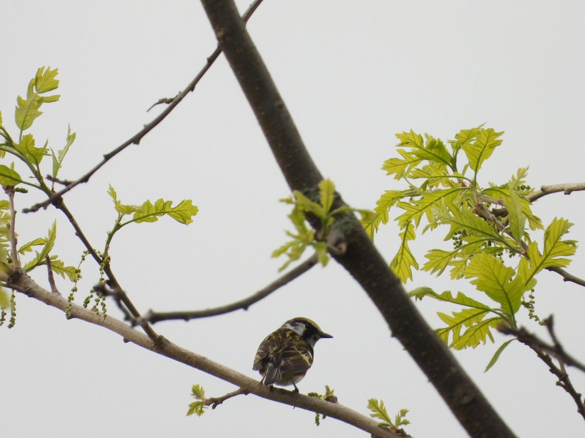 Chestnut-sided Warbler - ML452017971