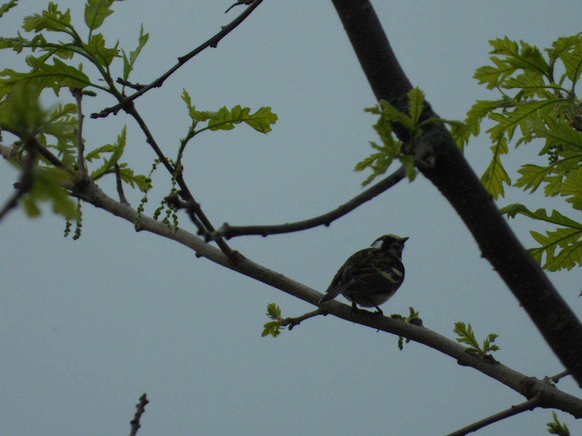 Chestnut-sided Warbler - ML452018181