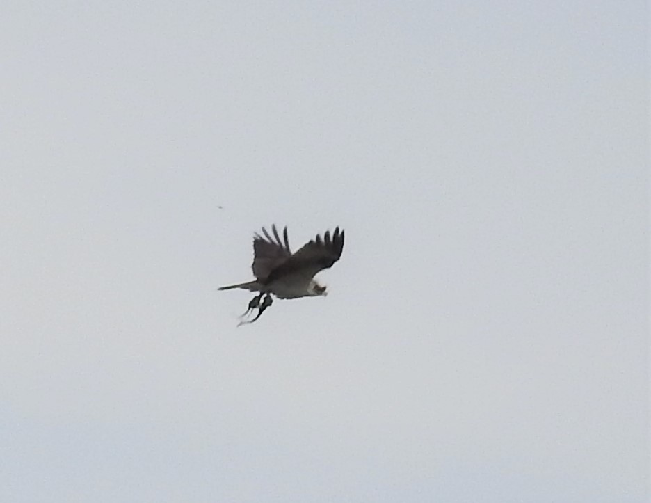 Balbuzard pêcheur - ML452018381