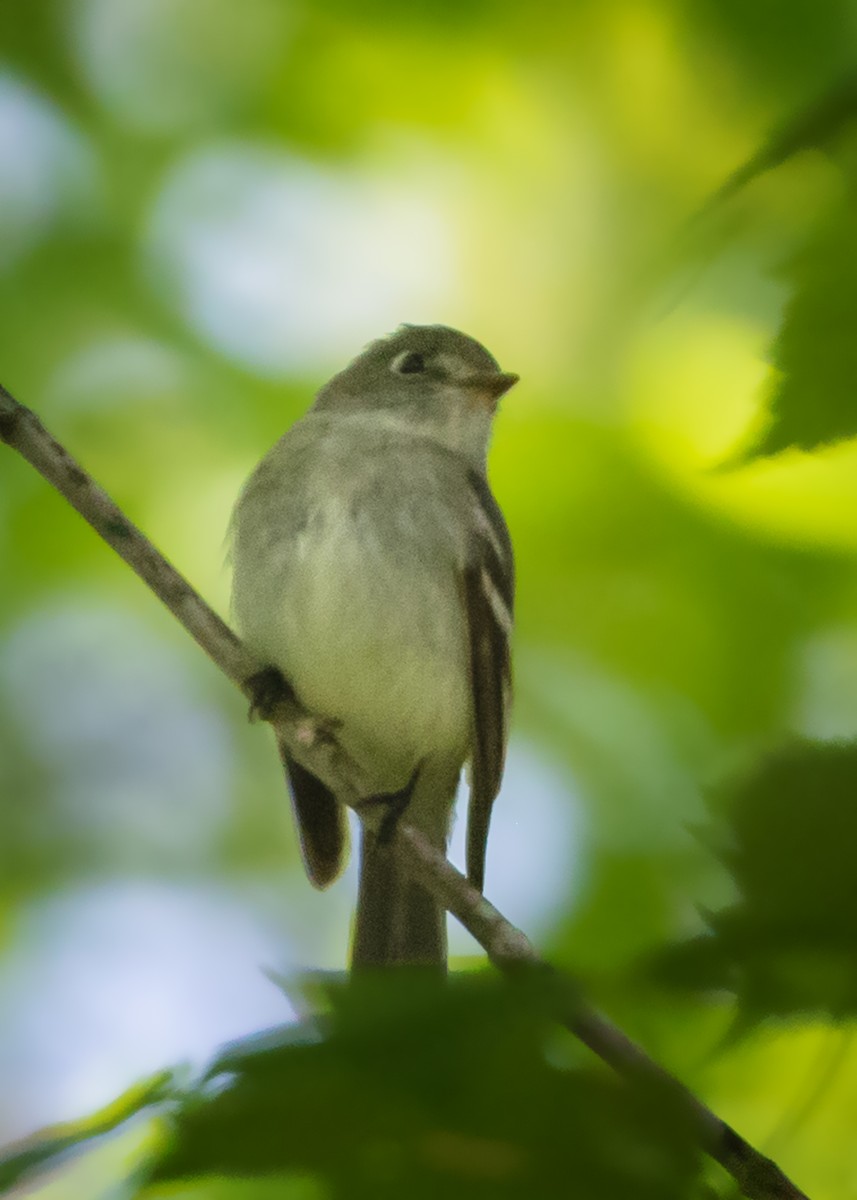 Least Flycatcher - ML452019631