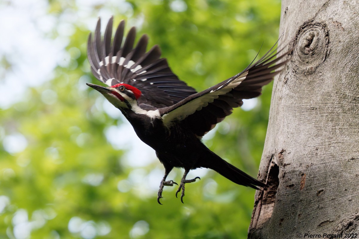 Pileated Woodpecker - Pierre Pesant