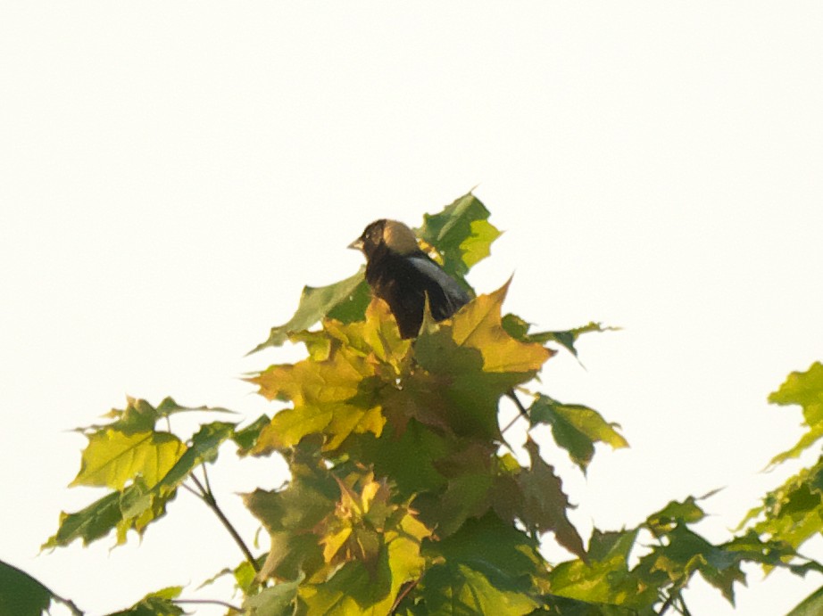 Bobolink - ML452020821