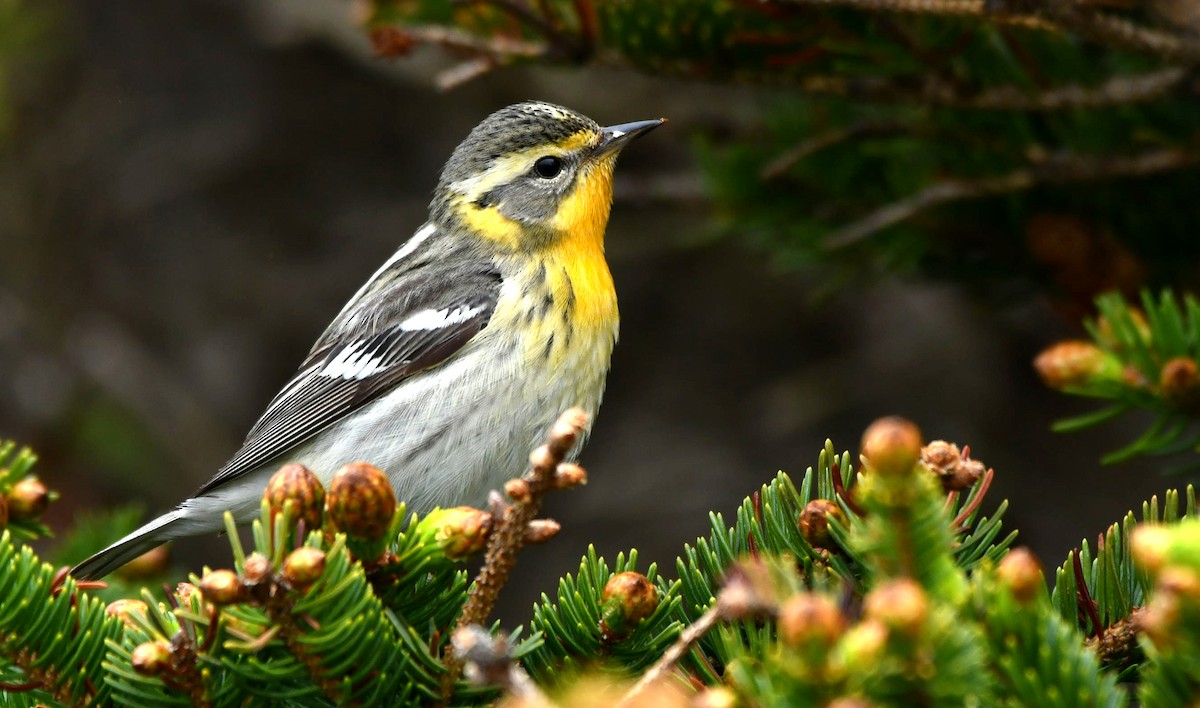 Blackburnian Warbler - Weston Barker