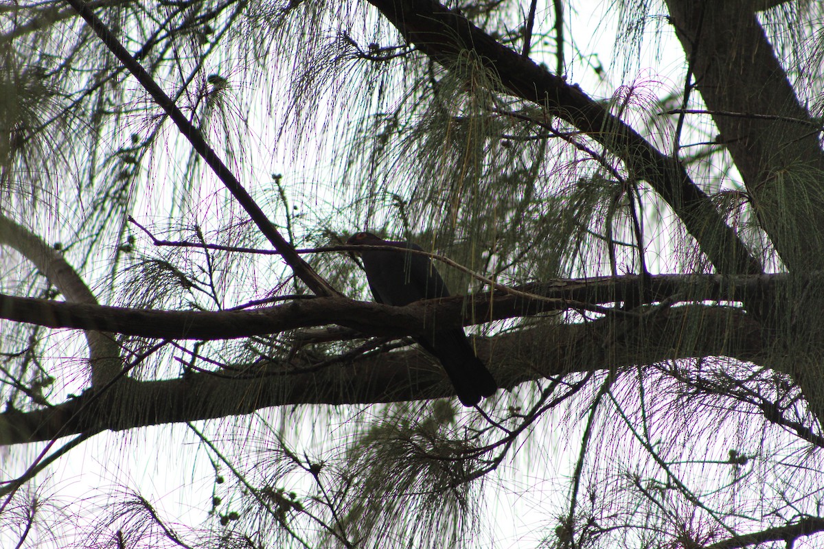 Pigeon à cou rouge - ML452022671