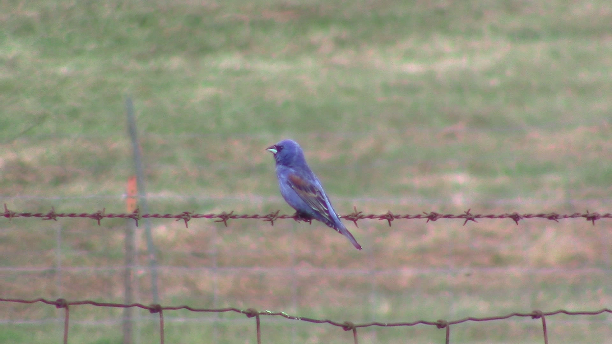 Blue Grosbeak - Jeffrey Harris