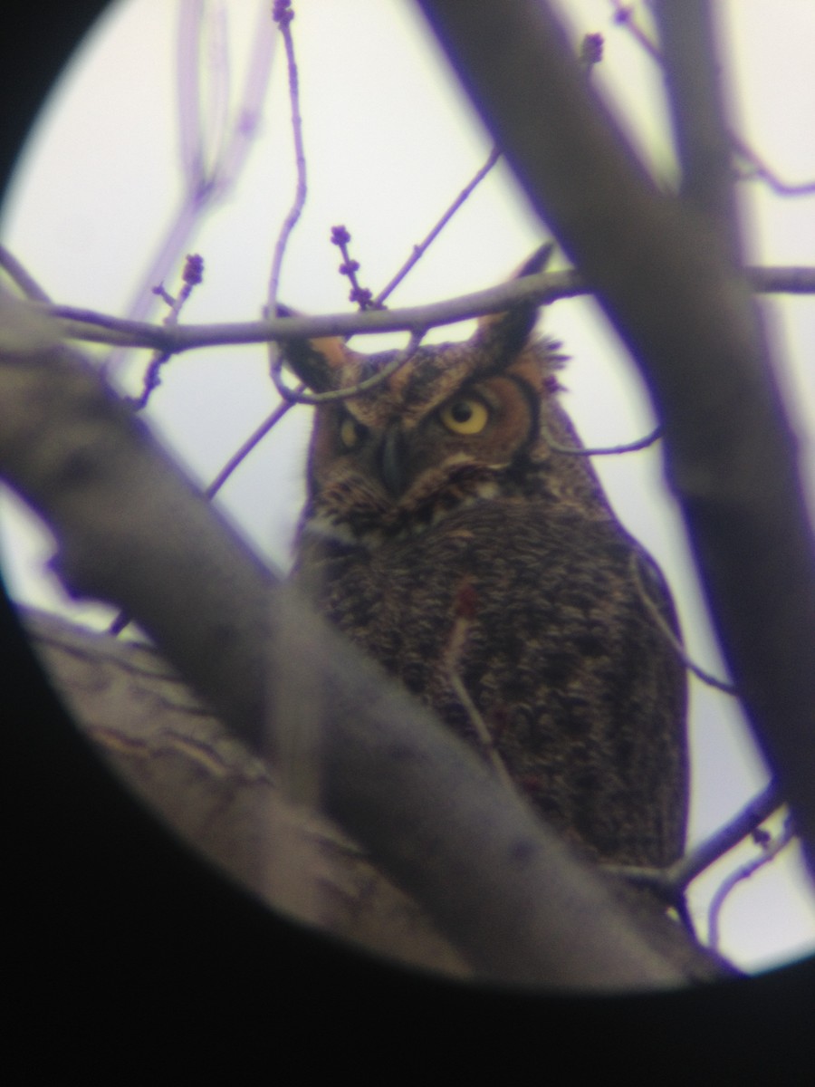 Great Horned Owl - ML45202311