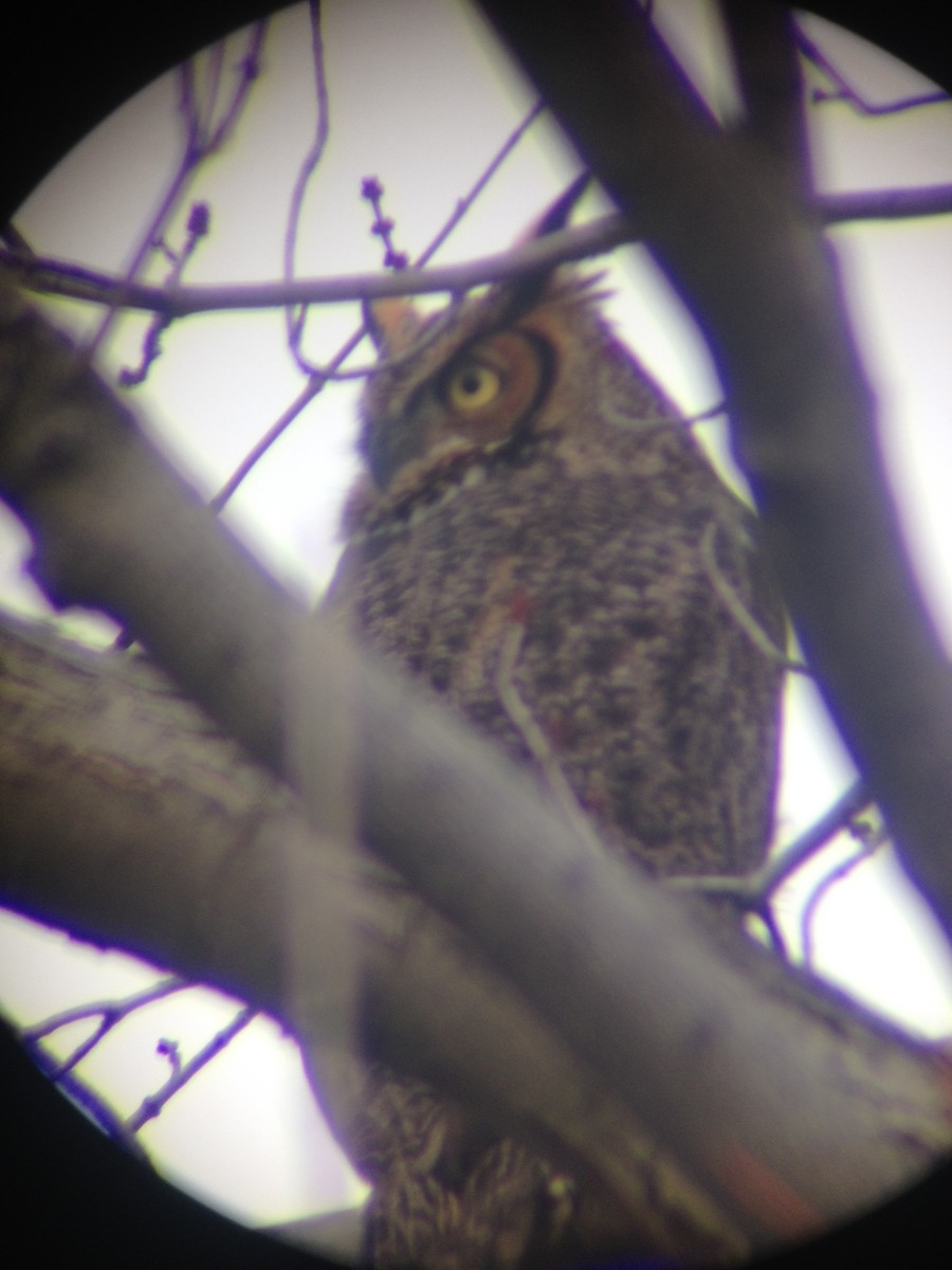 Great Horned Owl - ML45202351